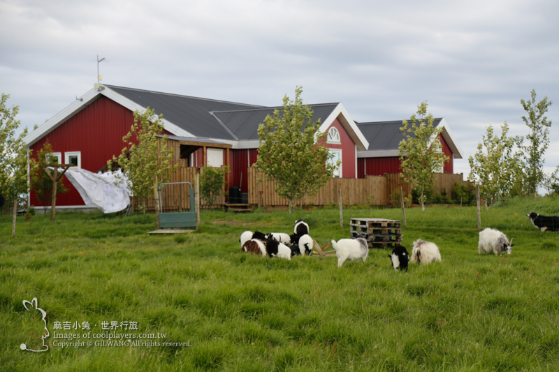 Iceland冰島之旅Day3~住宿【Skálatjörn Homestay 小羊農場】 @麻吉小兔。世界行旅
